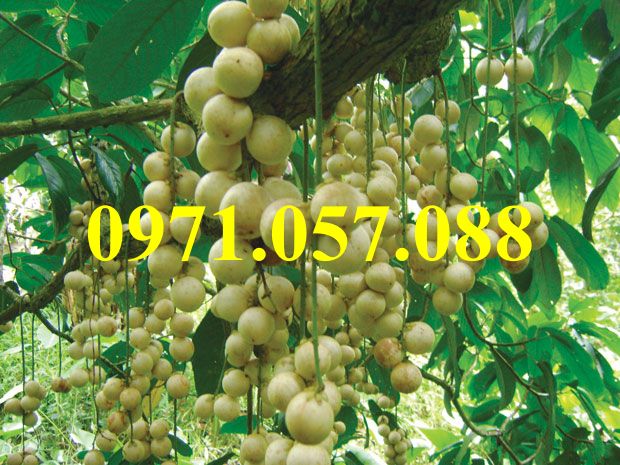 GIỐNG CÂY DÂU DA THÁI